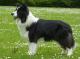 Malaysia Border Collie Breeders, Grooming, Dog, Puppies, Reviews, Articles
