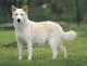 Malaysia Canaan Dog Breeders, Grooming, Dog, Puppies, Reviews, Articles