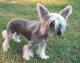 Malaysia Chinese Crested Breeders, Grooming, Dog, Puppies, Reviews, Articles