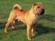 Malaysia Chinese Shar-pei Breeders, Grooming, Dog, Puppies, Reviews, Articles