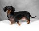 Singapore Dachshund Breeders, Grooming, Dog, Puppies, Reviews, Articles