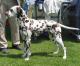 Malaysia Dalmatian Breeders, Grooming, Dog, Puppies, Reviews, Articles