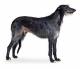 Singapore Deerhound Breeders, Grooming, Dog, Puppies, Reviews, Articles