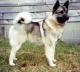Singapore Elkhound Breeders, Grooming, Dog, Puppies, Reviews, Articles