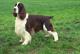 Malaysia English Springer Spaniel Breeders, Grooming, Dog, Puppies, Reviews, Articles