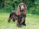Malaysia Field Spaniel Breeders, Grooming, Dog, Puppies, Reviews, Articles