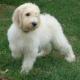 Singapore Goldendoodle Breeders, Grooming, Dog, Puppies, Reviews, Articles