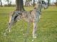 Singapore Great Dane Breeders, Grooming, Dog, Puppies, Reviews, Articles