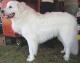 Singapore Great Pyrenees Breeders, Grooming, Dog, Puppies, Reviews, Articles