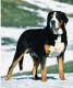 Singapore Greater Swiss Mountain Dog Breeders, Grooming, Dog, Puppies, Reviews, Articles
