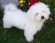 Malaysia Havanese Breeders, Grooming, Dog, Puppies, Reviews, Articles