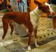 Malaysia Ibizan Hound Breeders, Grooming, Dog, Puppies, Reviews, Articles