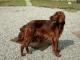 Malaysia Irish Setter Breeders, Grooming, Dog, Puppies, Reviews, Articles