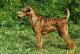 Malaysia Irish Terrier Breeders, Grooming, Dog, Puppies, Reviews, Articles