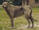 Singapore Irish Wolfhound Breeders, Grooming, Dog, Puppies, Reviews, Articles