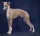 Singapore Italian Greyhound Breeders, Grooming, Dog, Puppies, Reviews, Articles