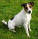 Singapore Jack Russell Terrier (Parson) Breeders, Grooming, Dog, Puppies, Reviews, Articles