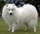 Singapore Japanese Spitz Breeders, Grooming, Dog, Puppies, Reviews, Articles