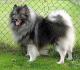 Singapore Keeshond Breeders, Grooming, Dog, Puppies, Reviews, Articles