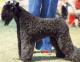 Singapore Kerry Blue Terrier Breeders, Grooming, Dog, Puppies, Reviews, Articles