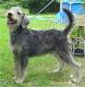 Singapore Labradoodle Breeders, Grooming, Dog, Puppies, Reviews, Articles