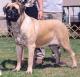 Singapore Mastiff Breeders, Grooming, Dog, Puppies, Reviews, Articles