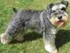 Singapore Miniature Schnauzer Breeders, Grooming, Dog, Puppies, Reviews, Articles