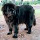 Singapore Newfoundland Breeders, Grooming, Dog, Puppies, Reviews, Articles