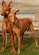 Singapore Pharaoh Hound Breeders, Grooming, Dog, Puppies, Reviews, Articles