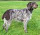 Singapore Pointer Breeders, Grooming, Dog, Puppies, Reviews, Articles