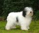 Singapore Polish Lowland Sheepdog Breeders, Grooming, Dog, Puppies, Reviews, Articles