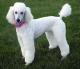 Singapore Poodle Breeders, Grooming, Dog, Puppies, Reviews, Articles