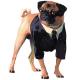 Singapore Pug Breeders, Grooming, Dog, Puppies, Reviews, Articles