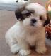 Singapore Shih Tzu Breeders, Grooming, Dog, Puppies, Reviews, Articles