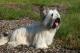 Malaysia Skye Terrier Breeders, Grooming, Dog, Puppies, Reviews, Articles