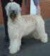 Singapore Soft Coated Wheaten Terrier Breeders, Grooming, Dog, Puppies, Reviews, Articles
