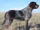 Malaysia Spinone Italiano Breeders, Grooming, Dog, Puppies, Reviews, Articles