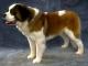 Malaysia St. Bernard Breeders, Grooming, Dog, Puppies, Reviews, Articles