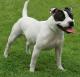 Singapore Staffordshire Bull Terrier Breeders, Grooming, Dog, Puppies, Reviews, Articles