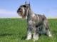 Singapore Standard Schnauzer Breeders, Grooming, Dog, Puppies, Reviews, Articles