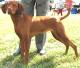 Singapore Vizsla Breeders, Grooming, Dog, Puppies, Reviews, Articles