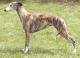 Singapore Whippet Breeders, Grooming, Dog, Puppies, Reviews, Articles