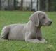 Singapore Weimaraner Breeders, Grooming, Dog, Puppies, Reviews, Articles