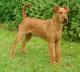 USA Irish Terrier Breeders, Grooming, Dog, Puppies, Reviews, Articles