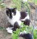 India American Longhair Breeders, Grooming, Cat, Kittens, Reviews, Articles