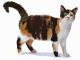 India American Wirehair Breeders, Grooming, Cat, Kittens, Reviews, Articles