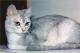 India Asian Semi-longhair Breeders, Grooming, Cat, Kittens, Reviews, Articles