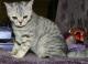 India British Shorthair Breeders, Grooming, Cat, Kittens, Reviews, Articles