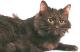Pakistan Chantilly/Tiffany Breeders, Grooming, Cat, Kittens, Reviews, Articles