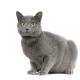 India Chartreux Breeders, Grooming, Cat, Kittens, Reviews, Articles